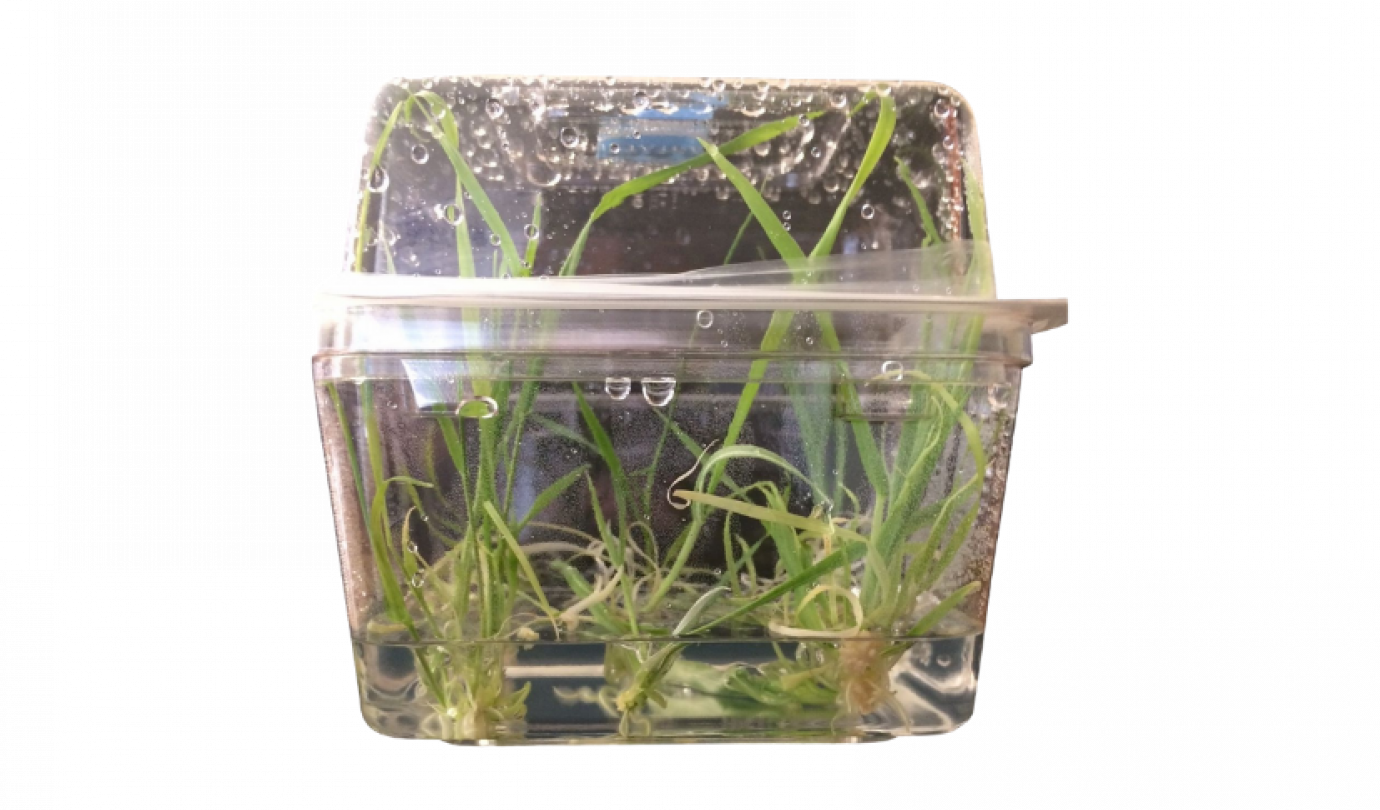 Breeding program It all begins in Irwell, NewZealand Malteurop